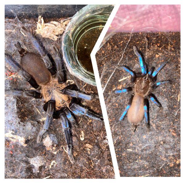Birupes simoroxigorum (Borean Neon-Blue Leg)